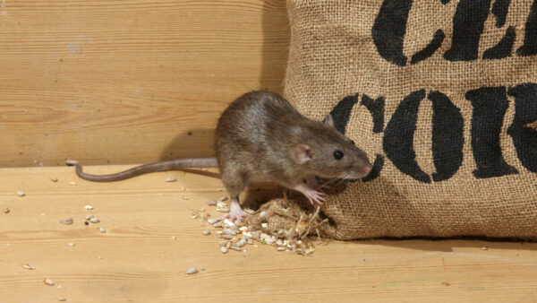 Ratten