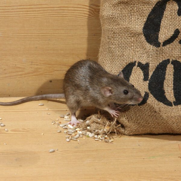 Ratten