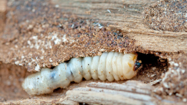 Houtworm