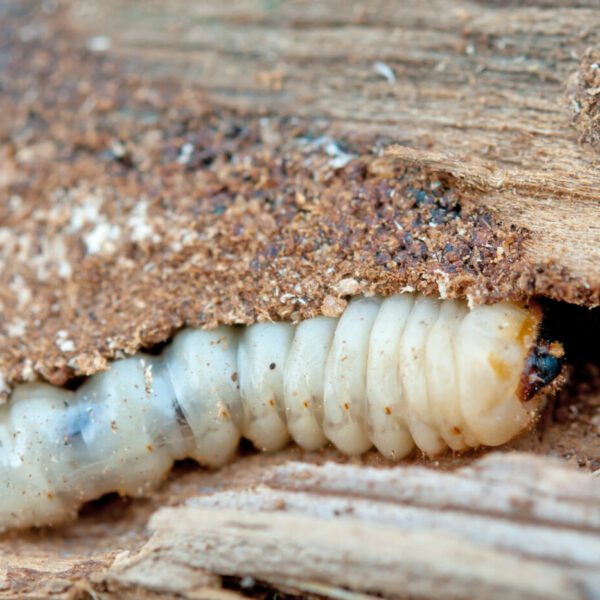 Houtworm